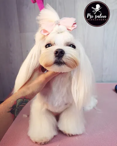 Psi Salon Aleksandra. Salon strzyżenia psów